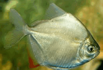 Silver Dollar Fish (3 Inch)