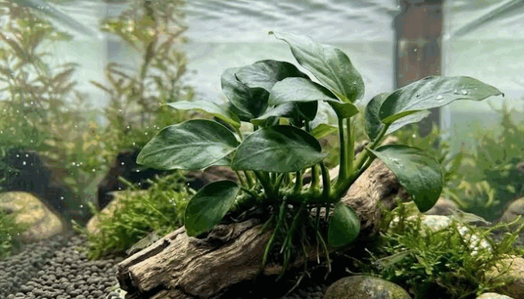 Anubias Barteri Aquarium Plant