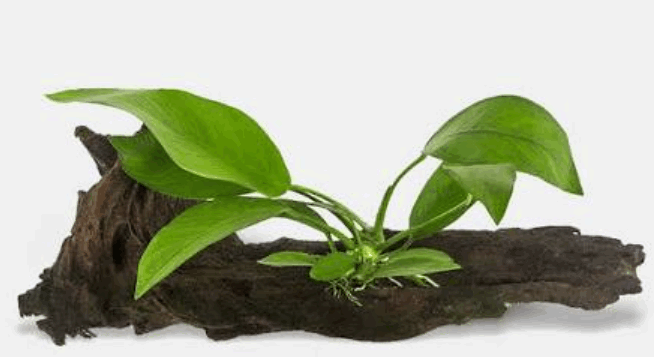 Anubias Barteri Aquarium Plant