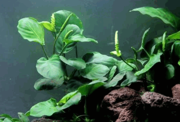 Anubias Barteri Aquarium Plant
