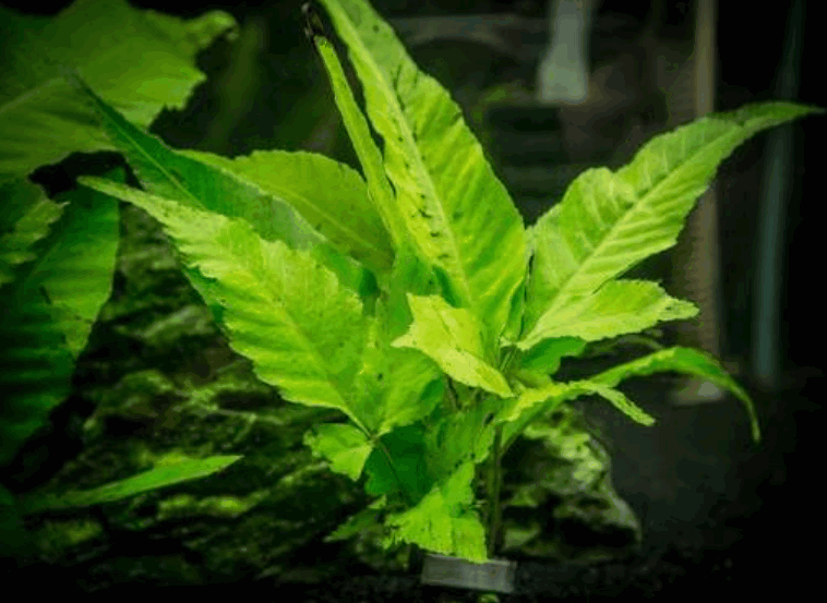 El Niño Fern Aquarium Plant