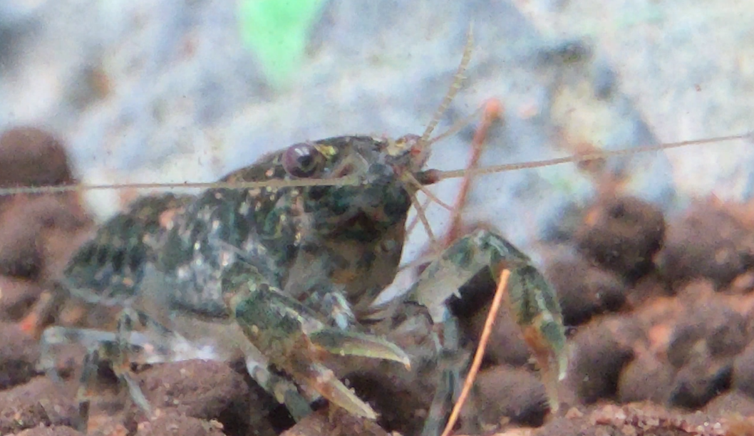 Dwarf Crayfish