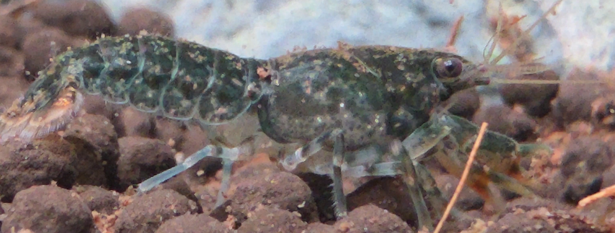 Dwarf Crayfish