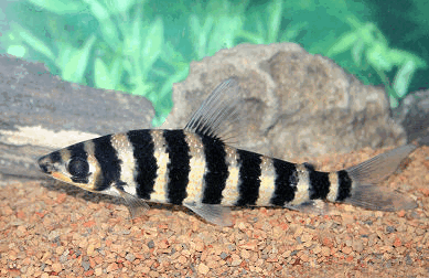 Banded Leporinus Fish (3 Inch)