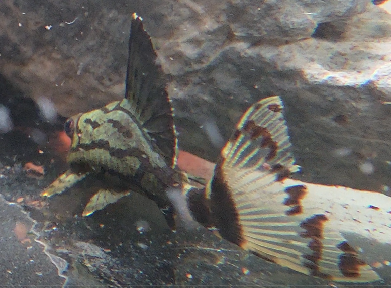 L 190 Royal Pleco (3 inch)