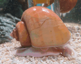 Small Apple Snail