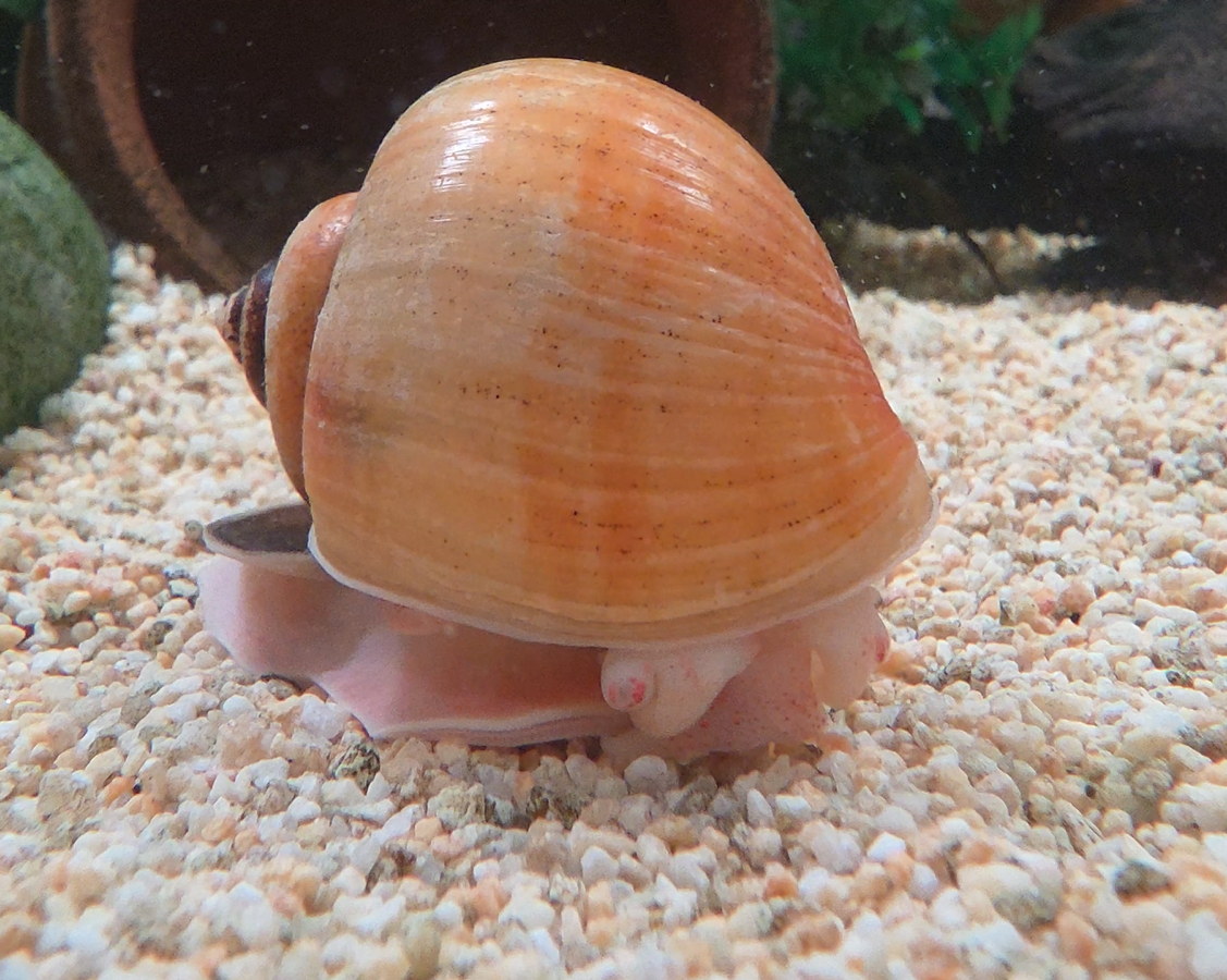 Small Apple Snail