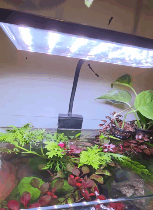 Bluepet Flat Nano S4 16W WRGB LED Aquarium Light