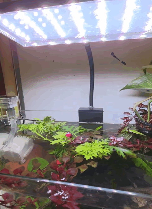 Bluepet Flat Nano S4 16W WRGB LED Aquarium Light