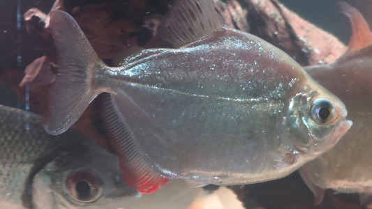 Silver Dollar Fish (5 Inch)