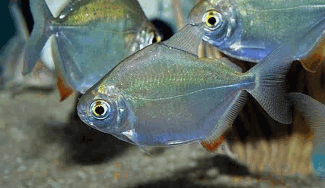 Silver Dollar Fish (3 Inch)