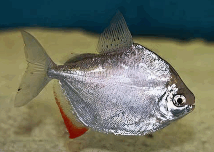 Silver Dollar Fish (3 Inch)