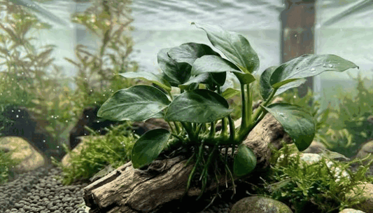Anubias Barteri Aquarium Plant