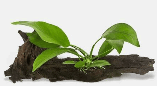 Anubias Barteri Aquarium Plant