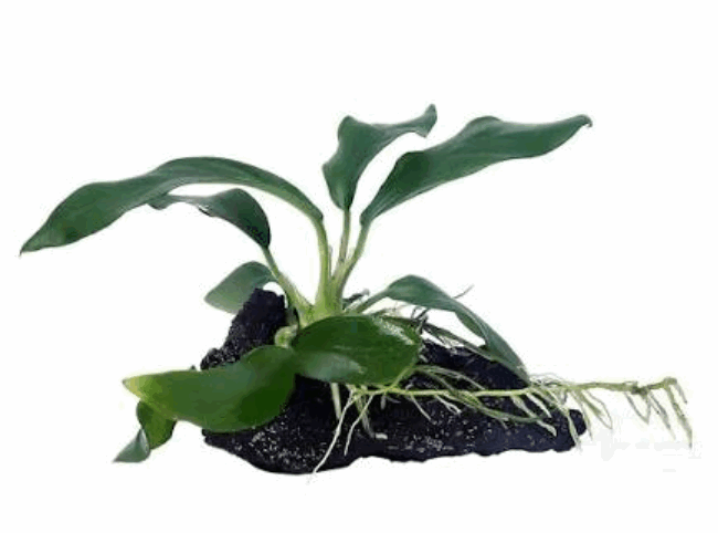 Anubias Barteri Aquarium Plant