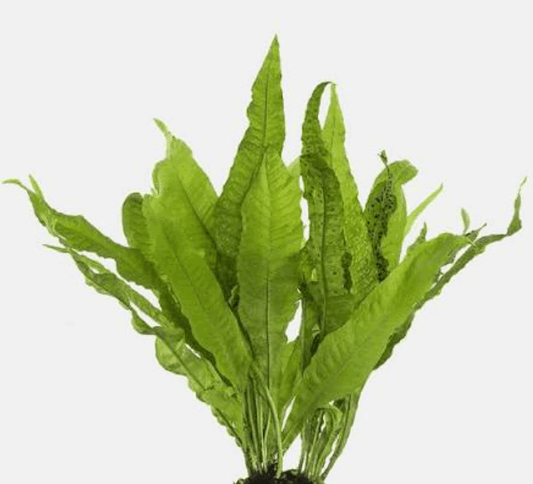 Java Fern Aquarium Plant