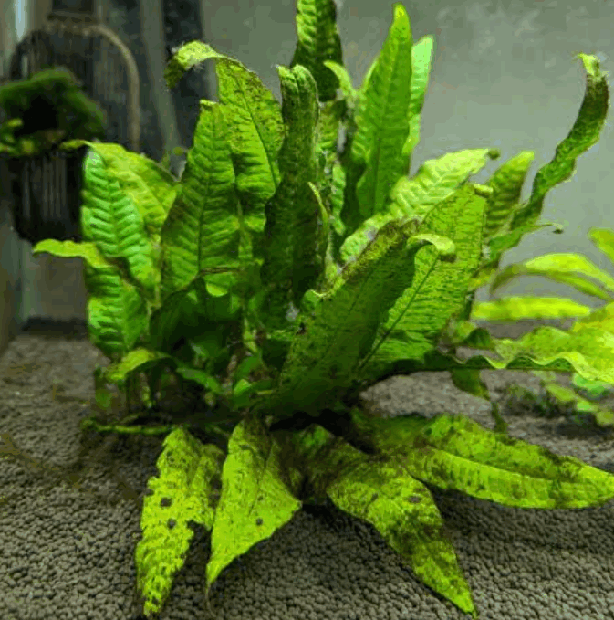El Niño Fern Aquarium Plant