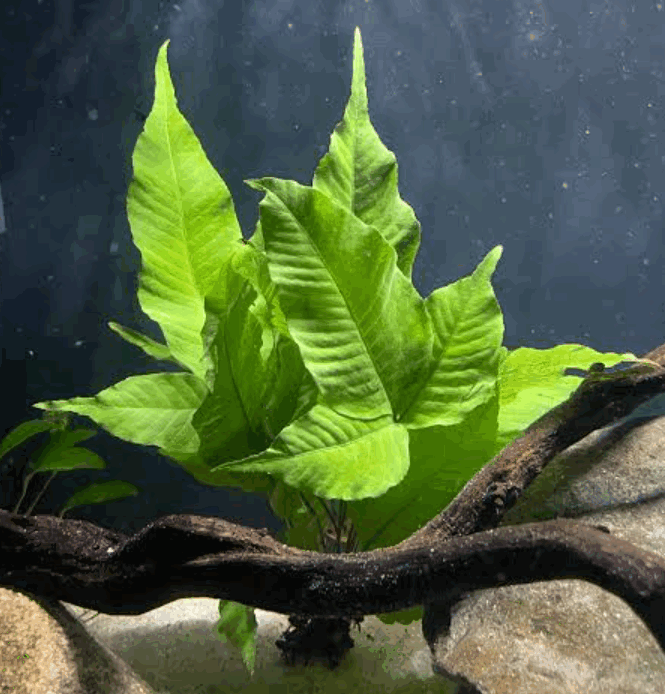 El Niño Fern Aquarium Plant