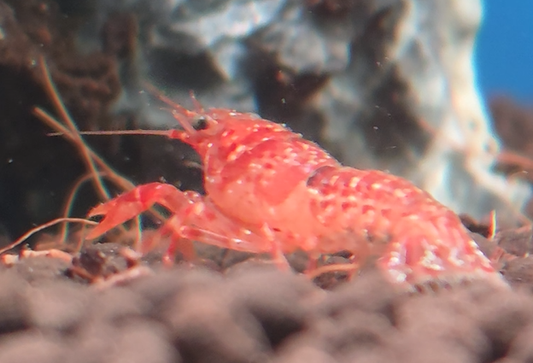 Orange CPO Crayfish