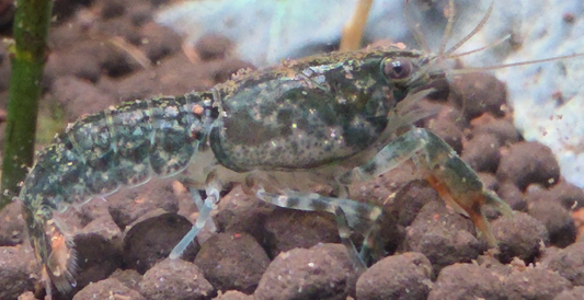 Dwarf Crayfish