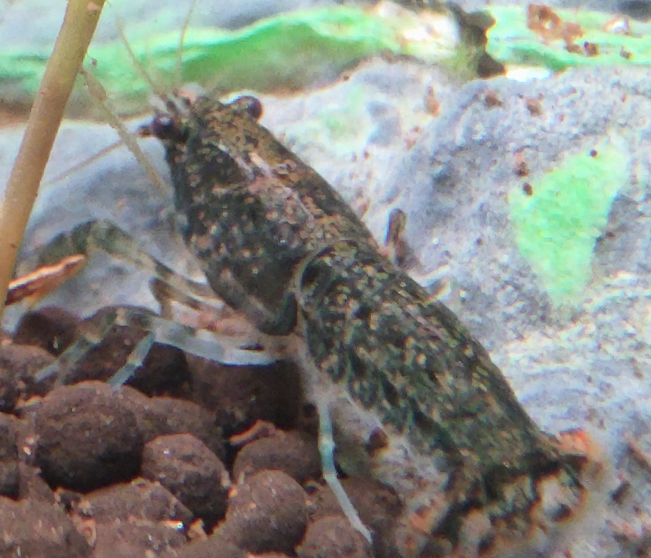 Dwarf Crayfish