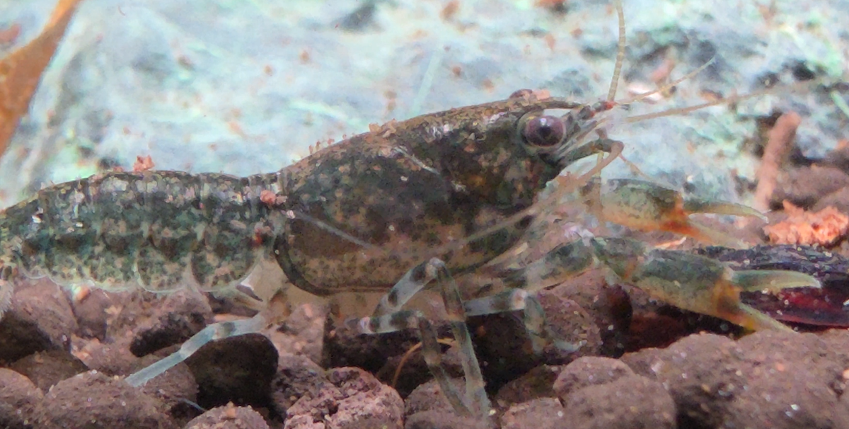 Dwarf Crayfish