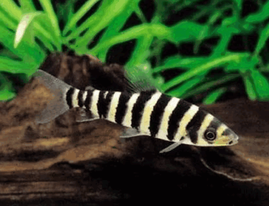 Banded Leporinus Fish (7 Inch)