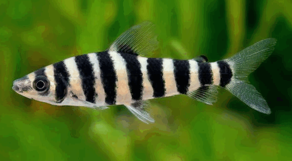 Banded Leporinus Fish (3 Inch)