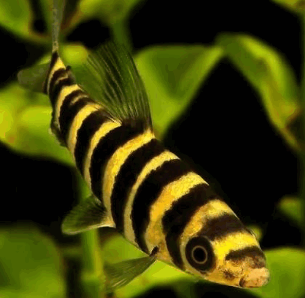Banded Leporinus Fish (3 Inch)