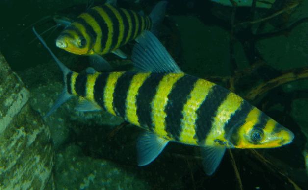 Banded Leporinus Fish (3 Inch)