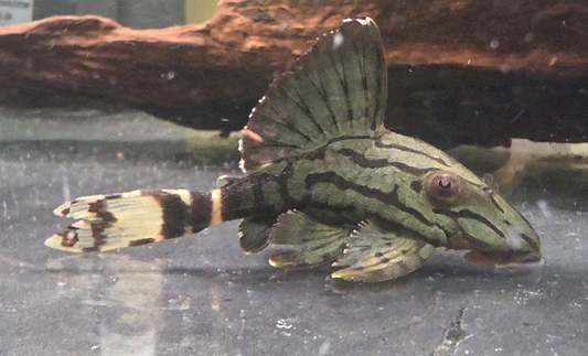 L 190 Royal Pleco (3 inch)