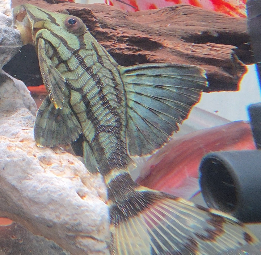 L 190 Royal Pleco (3 inch)