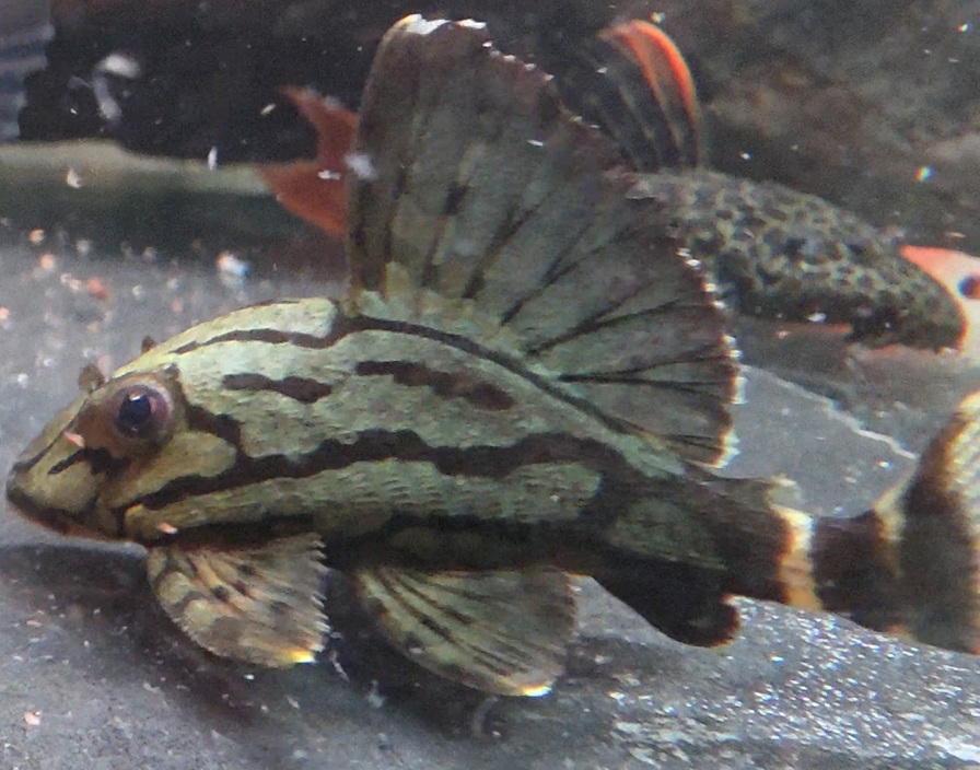 L 190 Royal Pleco (3 inch)