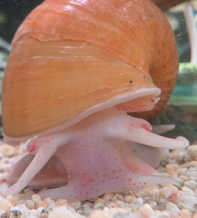 Small Apple Snail