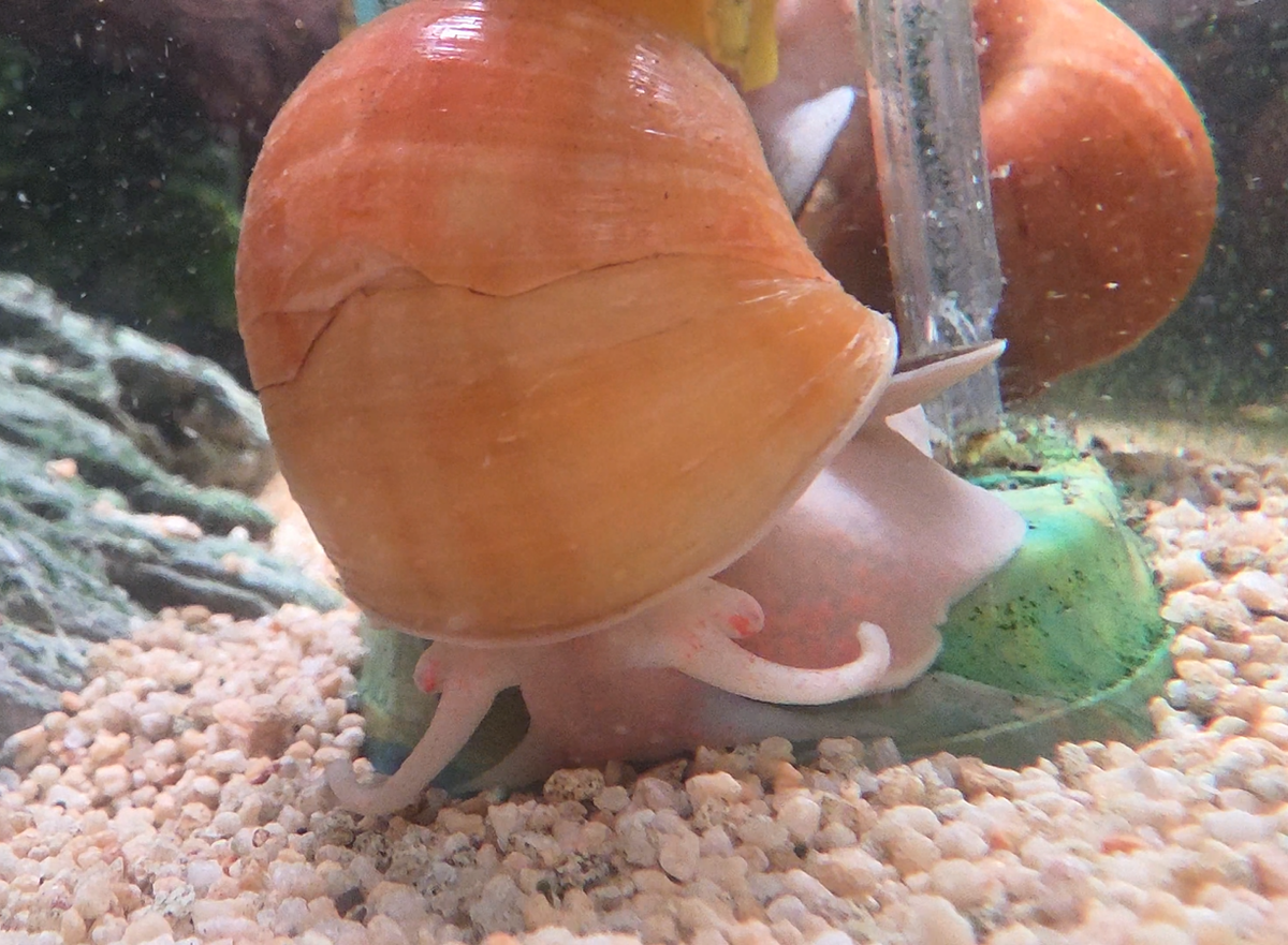 Big Apple Snail