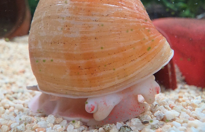 Big Apple Snail